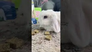 healthy treats only #rabbits