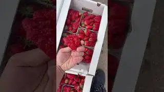 13.04.24 оптовый рынок Алтын орда . Алматы .#еда #food #fruit #market #рынок #продукты