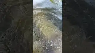 River smallmouth #smallmouthbassfishing #shorts #huronriver