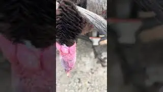 Another one bites the dust! #spring #summer #paint #hunt #hunting #color #turkey #gobble #jelly