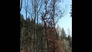Herbert Dumfahrt aus Ampflwang beim Baumf&auml;llen