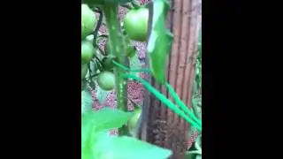 Tomato Bug