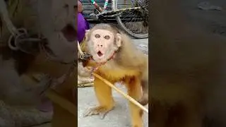 🐒 Aggressive Monkey Reaction 😡 | Real Angry Monkey Sound | The Animal Behavior Studio