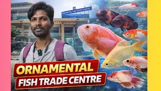 🐠 Pongal Festival Fish Vibes 😍 | Chennai Ornamental Fish Trade Centre 🎉🔥