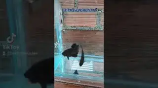betta hmpk black orchid