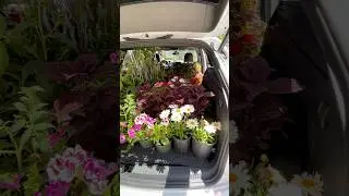 После посещения садового центра!!! #садоводничество #цветыдлясада