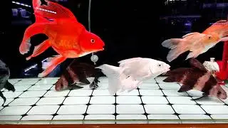 Ikan Ryukin atau Koki dengan ukuran yang besar