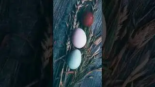 Настоящая Красота #яйца #farm #marans #easteregg #ферма #куры #eggs #chicken#colored #жизньнасевере