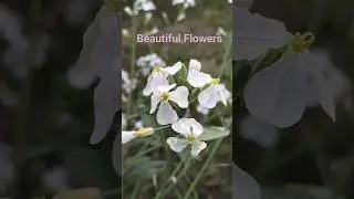Beautiful Flowers #rpmtheexplorer #explorer #rpm