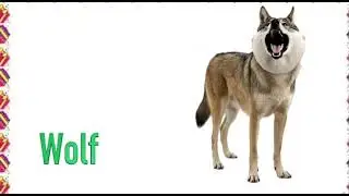 Wolf real sound awaz 