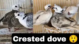 Crested dove is not available in Pakistan