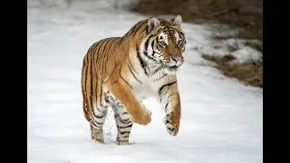 How Many Tigers Are Left in the World || How many white tigers are left in the world