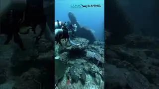 Scuba Diving with Turtles at Phuket