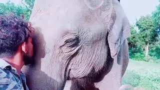 Wild Elephant came to vistit me everyday #shorts #wildlife