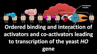 Binding & interaction of activators and co activators leading to transcription of yeast HO gene