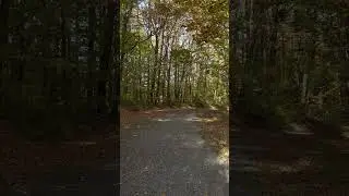 Hidden Nature Road 🌿 | Relaxing View #shorts #shortsfeed #nature #tree #explore