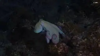 Caribbean Reef Octopus (Octopus briareus) Color Change | Night Dive 4K | San Andres Colombia