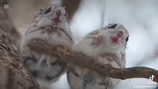 Cute animal 