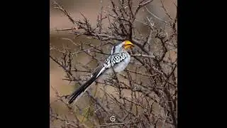 Sharper Images, Stunning Videos &ndash; Elevate Your Wildlife Photography with ProMediaGear.