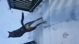 #florida #dog #first #snow #discover #cold #feet #paws #husky #winter #weather #love #cute #nature 