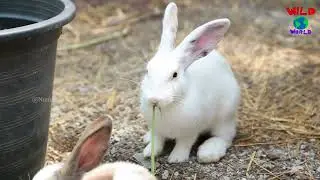 Rabbits are small mammal in the family Leporidae which also includes the hares@WildWorldWatch-x8f