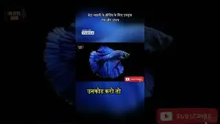 Betta Fish Breeding Tips Part 2