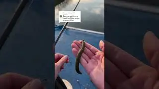 Yes, some hooks can be used with speed clips! #topwaterco #hooks #senko #hookem #lurefishing