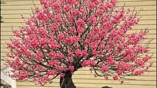 Đ&agrave;o Th&ocirc;ng Đẹp B&iacute;ch k&eacute;p 