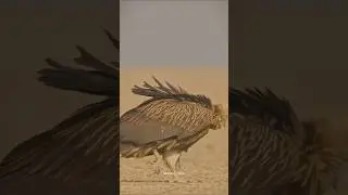Ruppell vulture #shorts #trending #viralvideo