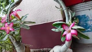 Adenium plant decoration idea / adenium plant topiary #5minutecrafts  #gardeningtips 