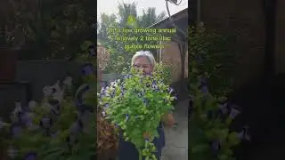 Beautiful Nature Torenia easy to care for Beginners #torenia #wishboneflower #flowers