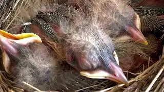 From eggs to birds, robins right next door.