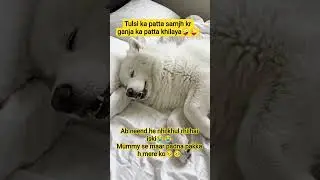 #pets #funny #animals #viralvideo #labrador #comedy #puppy #cute