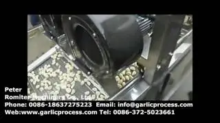 Full Automatic Air Blower Vegetable Dryer Machine for Garlic Clove