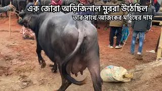 ০৪/০১/২৬ এক জোরা অড়িজিনাল মুররা মহিষ সাথে আজকের মহিষের দাম