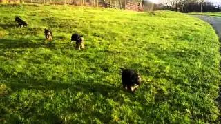 Penmaenau German Shepherds