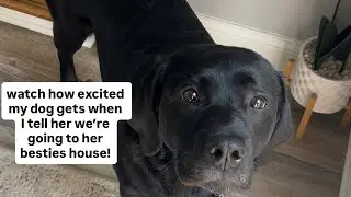 My dog pulls me all the way to her best friends house!!! Watch how cute they play together!