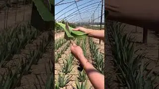 The precision way to extract aloe vera gel process - 🇺🇸🇬🇧🇨🇦 #gardening  #shorts