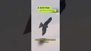 A bird that sets fire to things #fypシ #tiktok #nature #wildanimals #animals #eagles