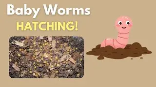 Worm Cocoon Nursery | Adding Red Wiggler Cocoons To Nursery