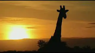 Stunning Silhouetted Giraffe at Sunset