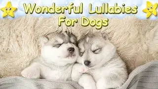 Relax Your Dog Puppy Within 10 Minutes ♫ Effective Music For Pets And Puppies