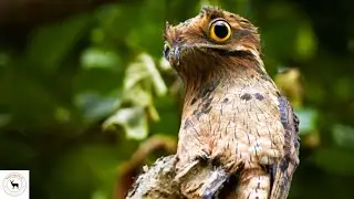 Potoos - The Camouflage Bird Of South And Central America