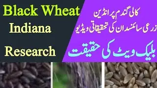 Black Wheat Reality. Black Wheat Harvesting. Kali ghundam. MAKS TV @Abdul2130.#makstv #solana#viral