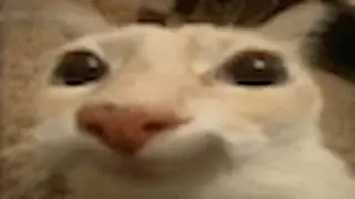 running ultrakill everyday til i can't be bothered to (day 55)