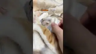 Bukan cuma hooman yang jerawatan😭 #anakdundun #jerawatkucing #pipotskinspray