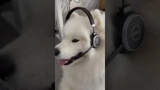 Embrace da paw-some customer service experience! #monday #fluffy #samoyedlife #adorable #funnyvideo