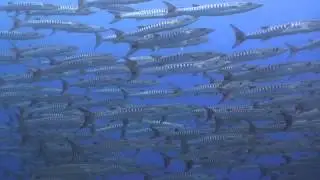 Schooling Barracuda, Teun