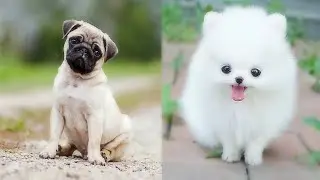 animals the dodo,the dodo animals,the dodo dogs cute puppies,cute dogs,funny videos #dod #debxyz
