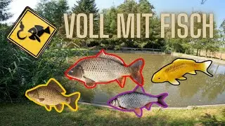 Pose & Brot &ndash; Alle Fische im Teich! 🎣 Karpfen, Karausche, Koi & Pl&ouml;tzen im Dauereinsatz